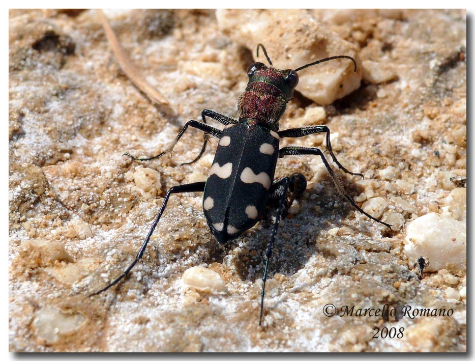 Cassolaia maura, piccola Cicindela per un grande romano